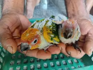 Sun Conure Birds