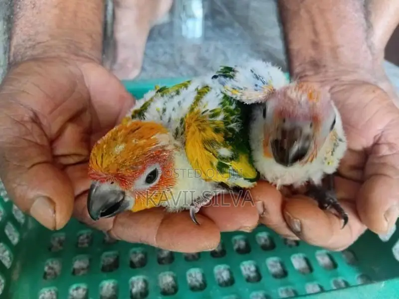 Sun Conure Birds