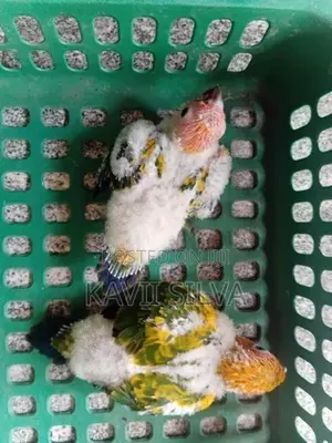 Sun Conure Birds