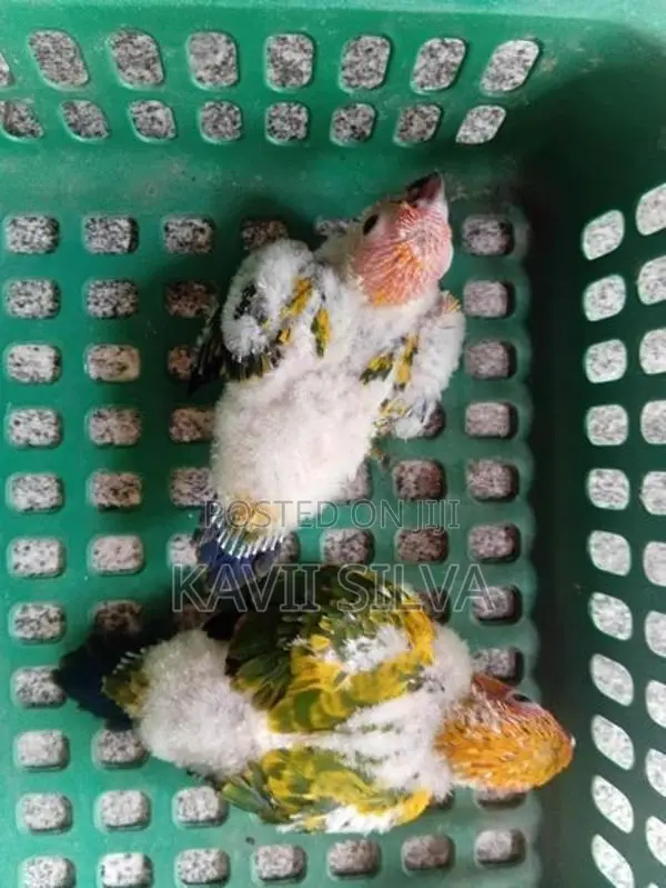 Sun Conure Birds