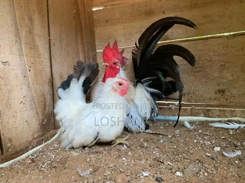 Japanis Bantam