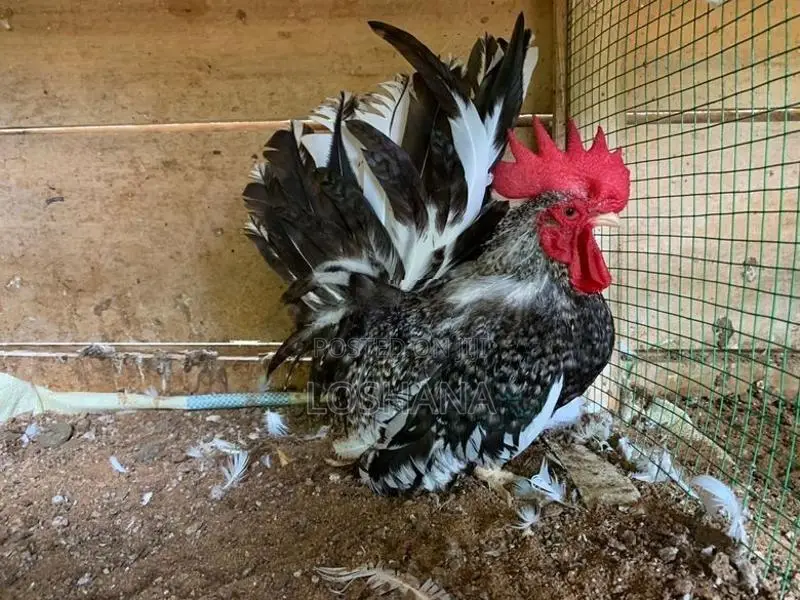 Japanis Bantam