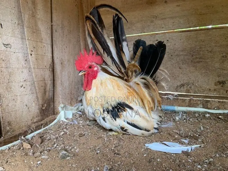 Japanis Bantam