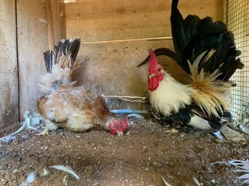 Japanis Bantam