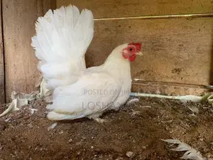Japanis Bantam