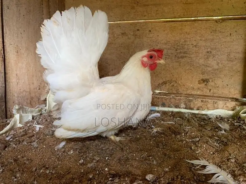 Japanis Bantam