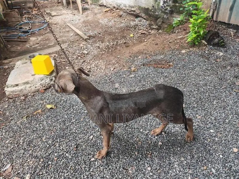 Ridgeback Puppy