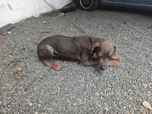 Ridgeback Puppy