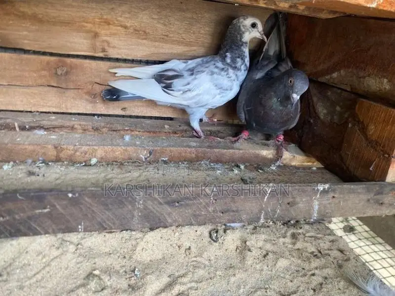 Pigeons
