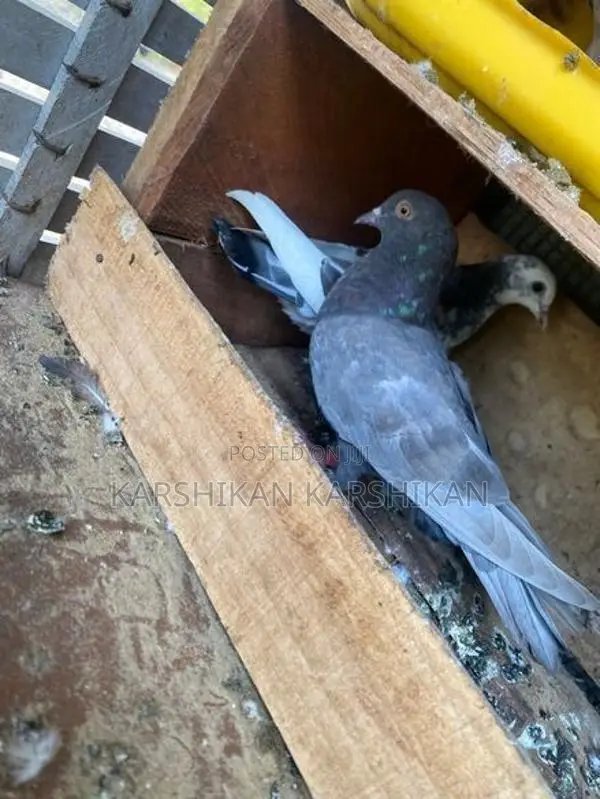 Pigeons
