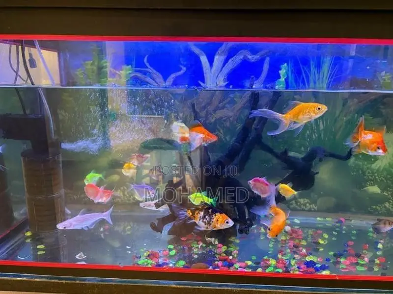 Fish Tank