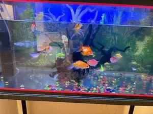 Fish Tank