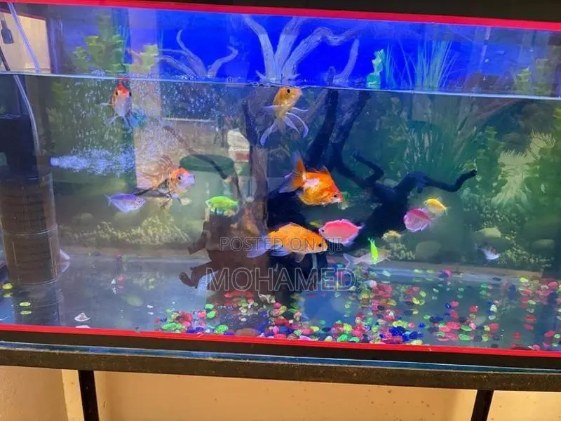 Fish Tank