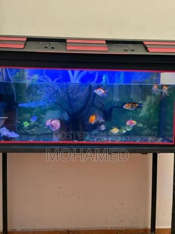 Fish Tank