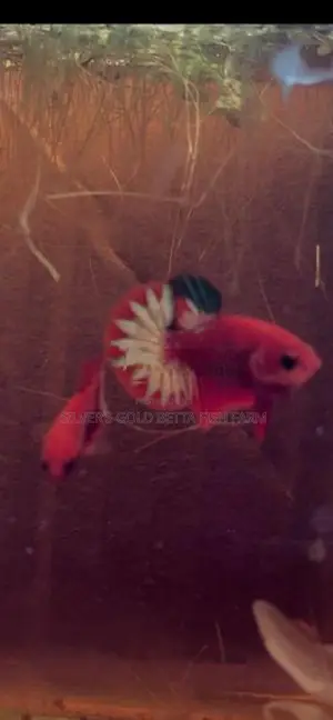 Hellboy Betta Fish