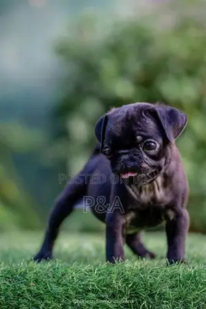 Pug Puppies