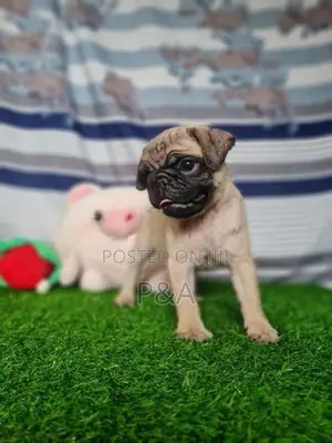 Pug Puppies