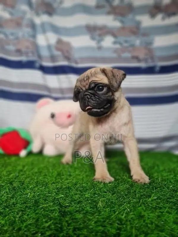 Pug Puppies