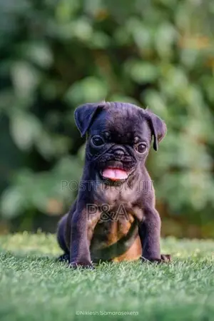 Pug Puppies