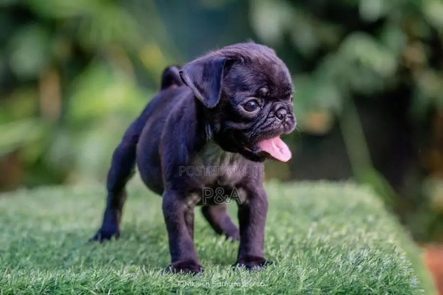 Pug Puppies