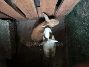 Rabbit