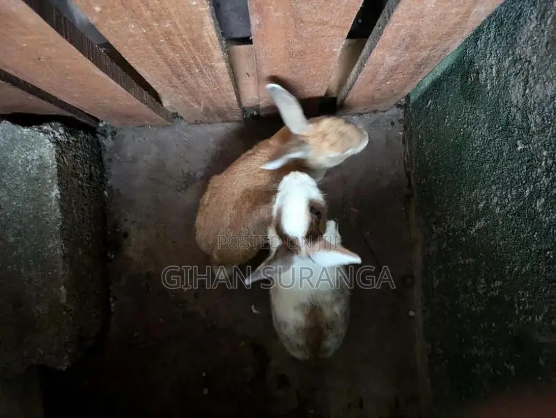 Rabbit