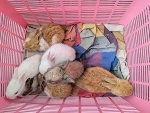 Rabbit