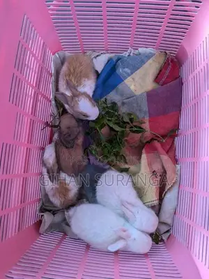 Rabbit