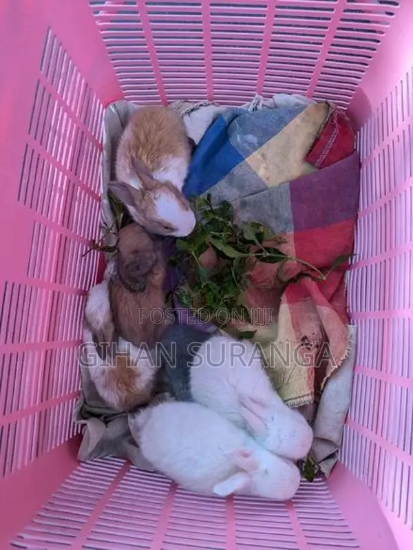Rabbit