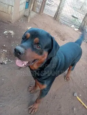 රොට් වයලට් බල්ලෙක් කොසින් සදාහා ඇත