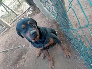 රොට් වයලට් බල්ලෙක් කොසින් සදාහා ඇත
