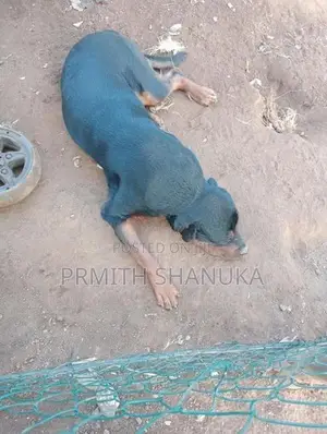 රොට් වයලට් බල්ලෙක් කොසින් සදාහා ඇත