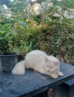 Persian Cat