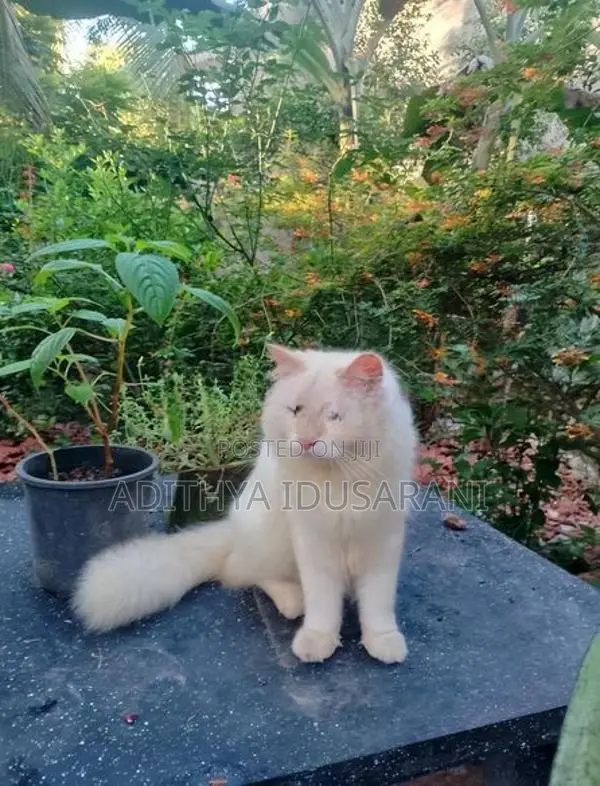 Persian Cat