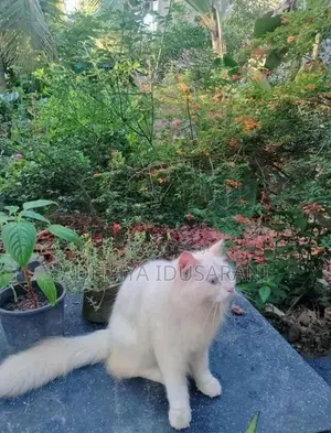 Persian Cat