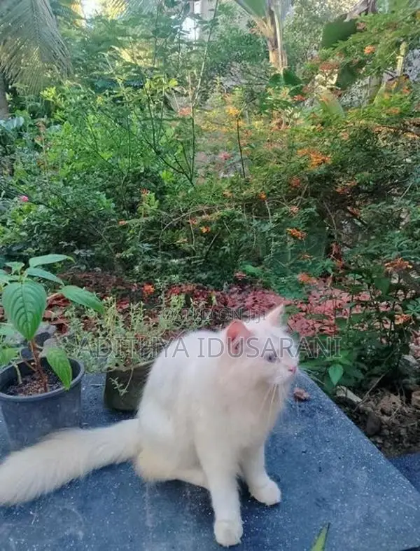 Persian Cat