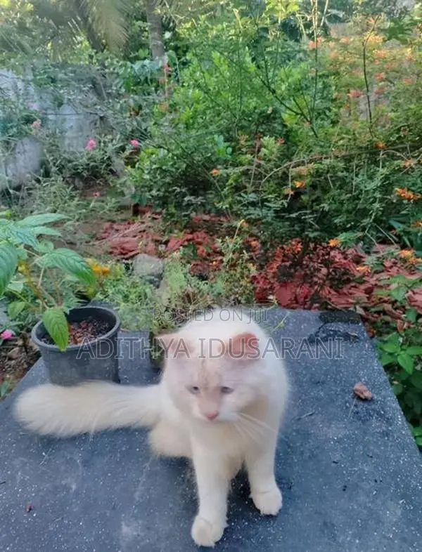 Persian Cat