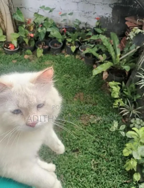 Persian Cat