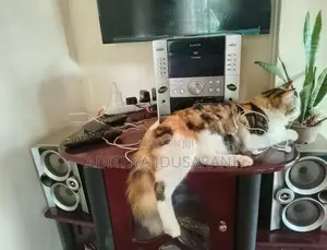 Persian Cat