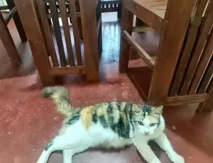 Persian Cat