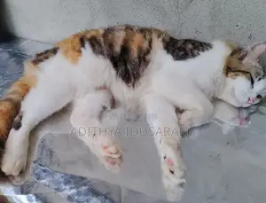 Persian Cat