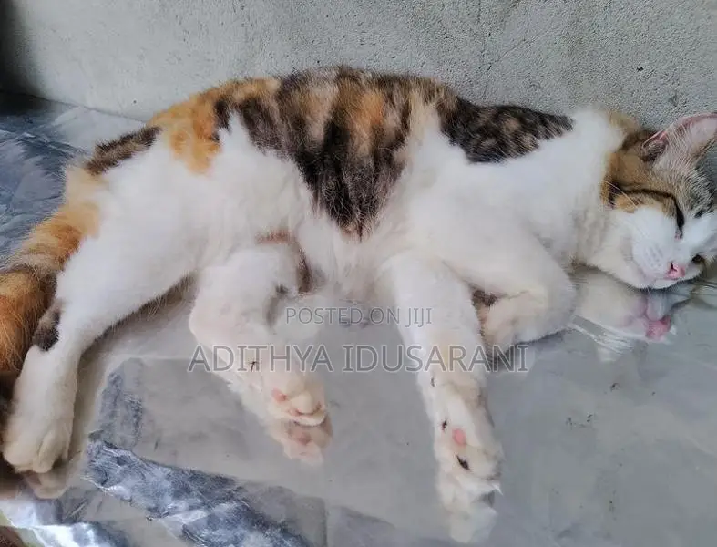 Persian Cat