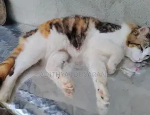 Persian Cat