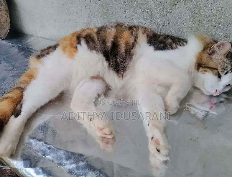 Persian Cat