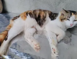 Persian Cat