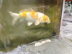 ඇල්පිටියේ පිටිගල