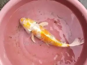 ඇල්පිටියේ පිටිගල