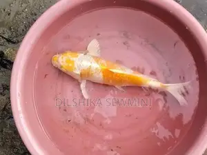 ඇල්පිටියේ පිටිගල