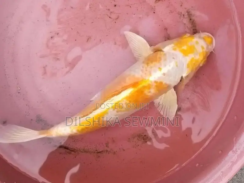ඇල්පිටියේ පිටිගල