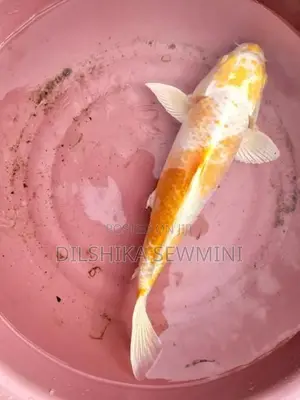 ඇල්පිටියේ පිටිගල